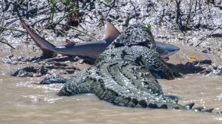 Cocodrilo fue captado engullendo a tiburón en Australia