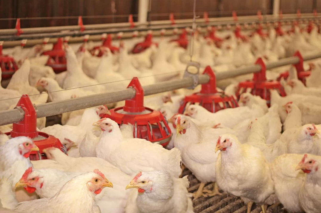 Roban camiones con 7 mil pollos en Tehuacán