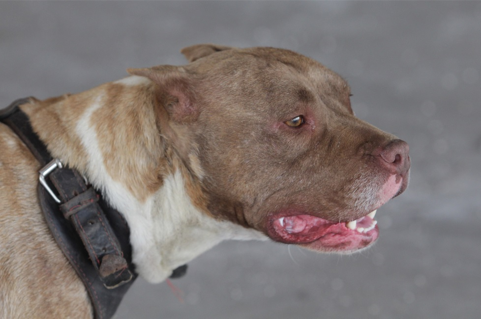 Pitbull ataca a niño de 8 años en Tehuacán
