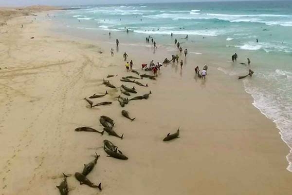 Se “suicidaron” más de 130 delfines en playa de África
