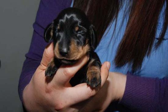 “Winnie”, el primer perro clonado; costó 72 mil euros