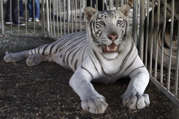Cirqueros en Puebla se defienden: no existe maltrato a los animales