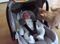VIDEO: Gato y su reacción al ver por primera vez a un bebé