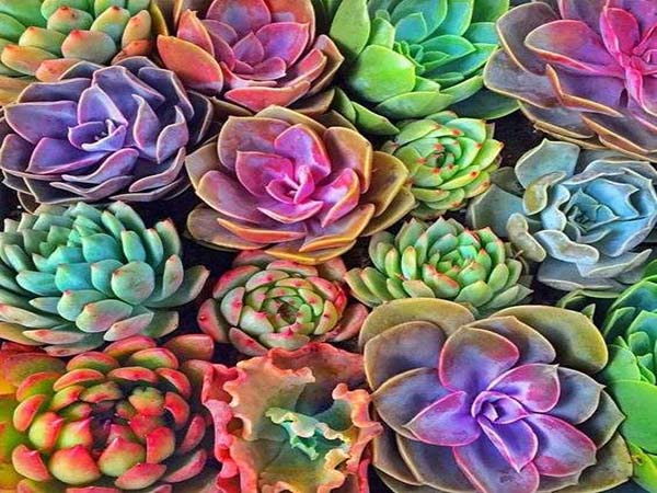 Todas las plantas de primavera que debes tener en casa