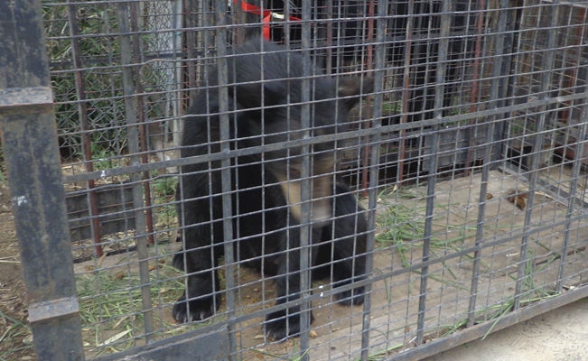 Profepa dona dos osos negros a Africam Safari