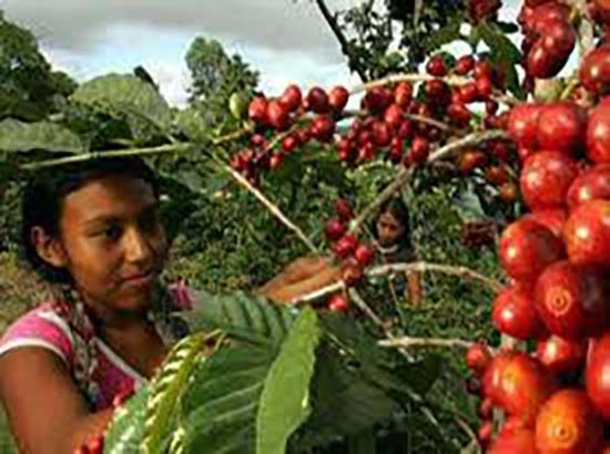Cafeticultoras, 46 mil familias de las sierras Norte, Nororiental y Negra de Puebla
