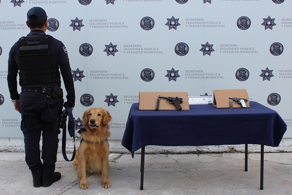 Binomio K9 decomisó armas de fuego en la CAPU