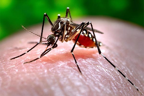 Puebla libre pero rodeado por el virus del chikungunya