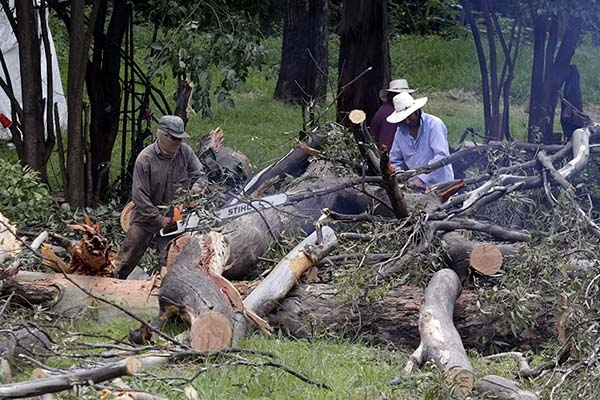 Fueron talados más de 85 árboles en El Vivero de Santa Cruz: SDRSOT