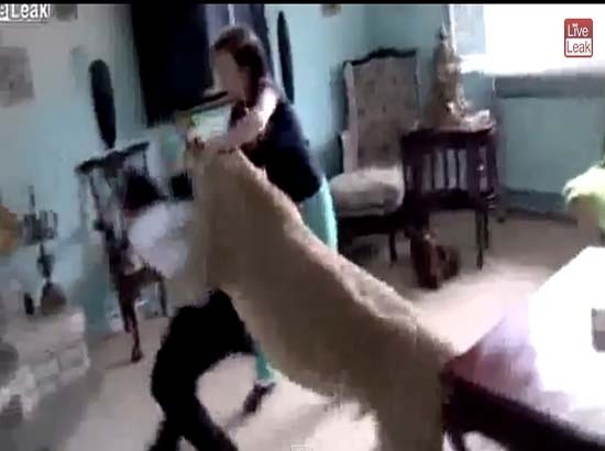 VIDEO: Leona que vive como mascota ataca a joven visitante
