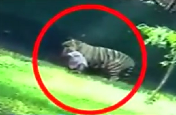 VIDEO: Tigre mata a hombre en zoológico de la India