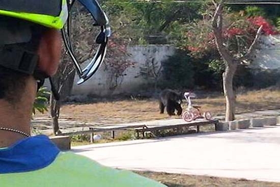 Oso duerme en calles de Nuevo León y desata pánico