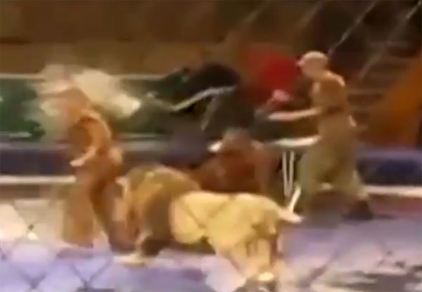 VIDEO: Leones atacan a domador en circo de Ucrania