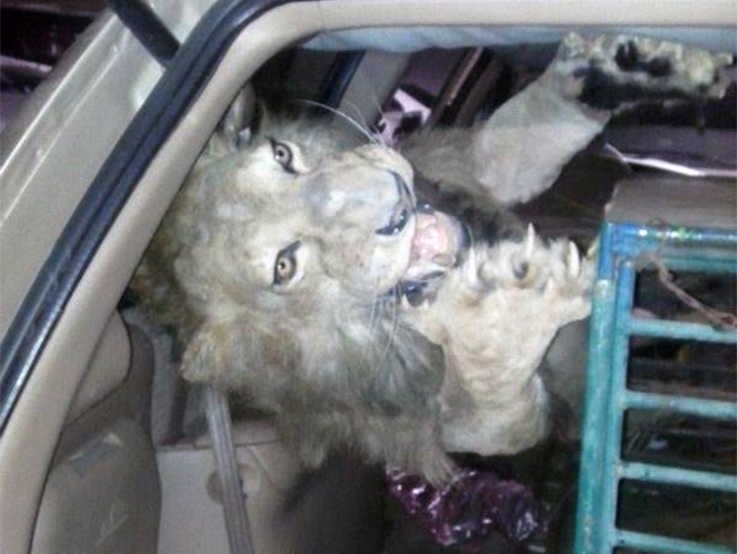 Compraba animales desnutridos para disecarlos