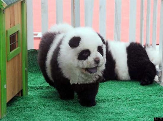 Clausuran circo en Italia que exhibía perros camuflados de osos panda