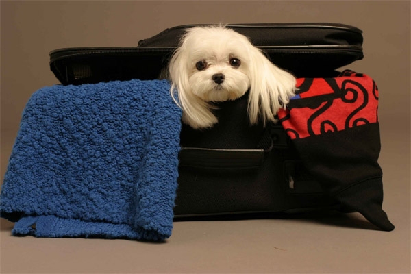 5 claves para vacacionar con tu perro