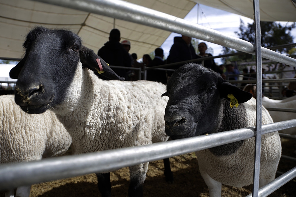 Actividad agropecuaria en Puebla crece casi 10% al finalizar 2017
