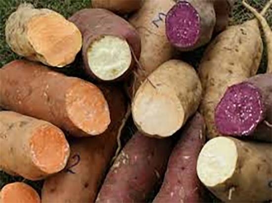 Camote, una solución a la desnutrición: UNAM