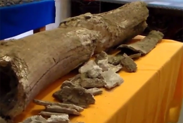 Encuentran posibles restos fósiles de mamut en Ciudad Serdán