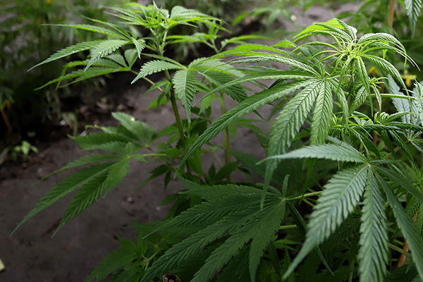 Puebla, sin decomisos de fentanilo… pero predomina marihuana y cristal