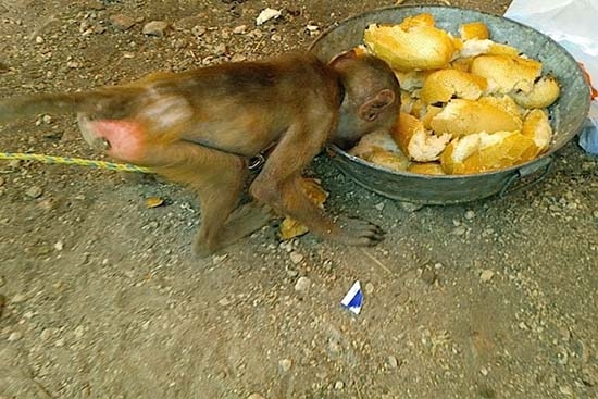 Profepa rescata a 3 primates del Circo Atayde Hermanos