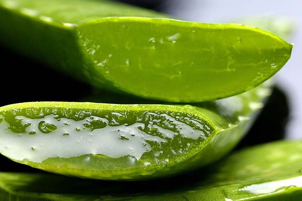 La BUAP obtiene biopolímero a partir de aloe vera para generar bioplástico