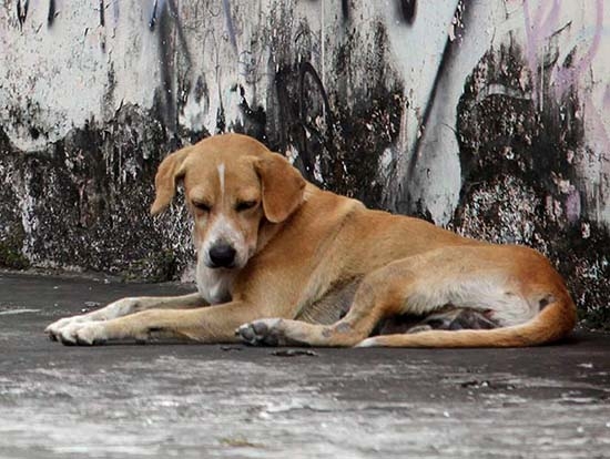 ¿Cómo salvar a tu perro del parvovirus mortal?