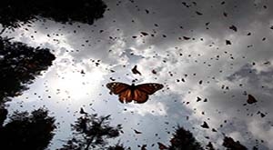 Mariposas Monarca, se acelera su proceso de extinción