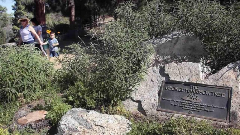 Árbol dedicado a George Harrison fue devorado por escarabajos