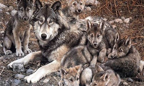 Lobo Gris: Sólo quedan 350 ejemplares en México y EU