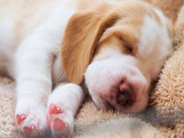 Y los perros… ¿sueñan?