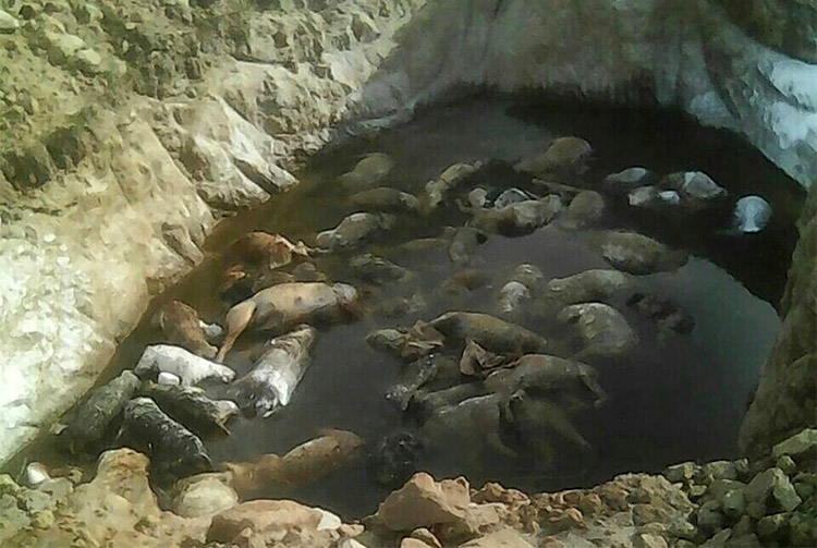Encuentran fosa clandestina con casi 40 perros muertos en predio de Amozoc