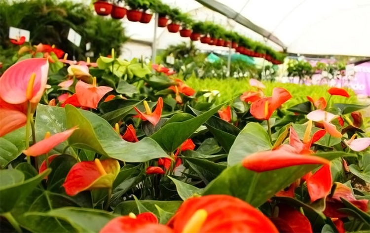 Atlixco y sus 30 mil flores están de feria durante julio