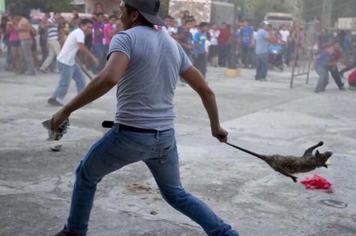 Falsa la fotografía de un tlacuache en disturbios de Nochixtlán