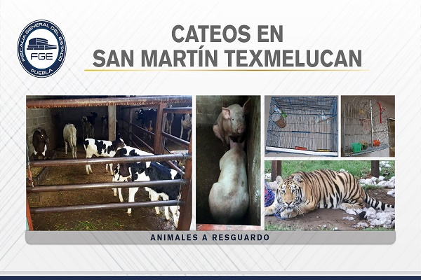 Huachicol, armas y un tigre ubican en cateo a casas del “Loco” Téllez en Texmelucan