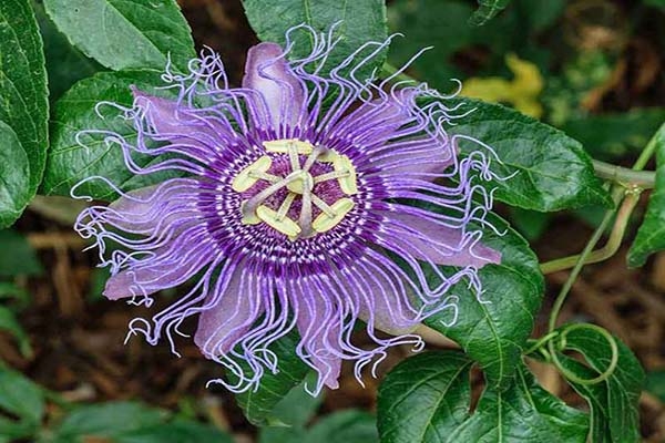 Estas plantas medicinales sí funcionan