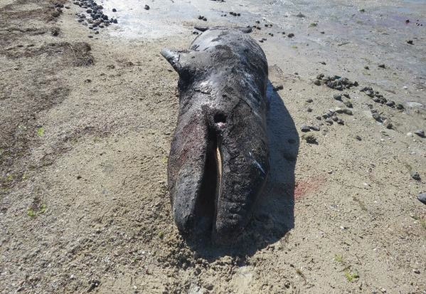 FOTOS: Hallan 14 ballenas muertas en costas de BCS