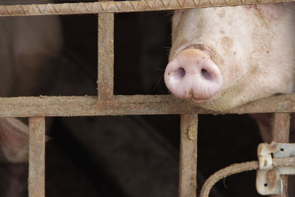 Puebla libre de virus de la diarrea porcina: Sagarpa