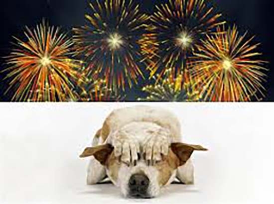 Cuida a tus mascotas de los fuegos artificiales en estas fiestas patrias