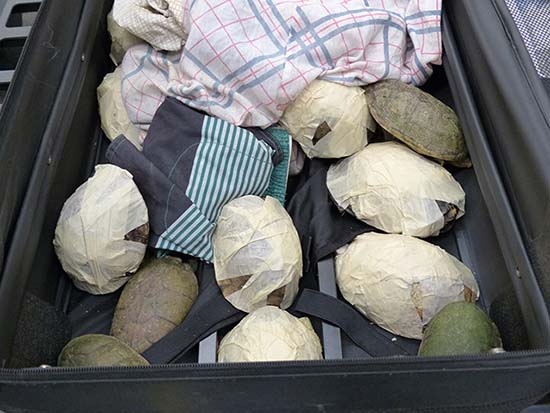 Mexicano llevaba en maleta más de 90 reptiles; lo detienen en Alemania