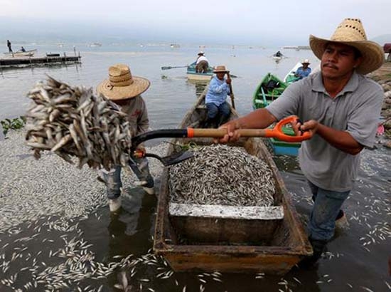 Profepa emite contingencia ambiental por mortandad de peces en Cajititlán