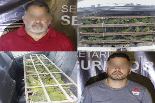 SSP Puebla detiene a pareja con más de 130 animales exóticos en Puebla