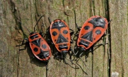 Insectos que se alimentan de raíces, amenaza para fuentes de carbono