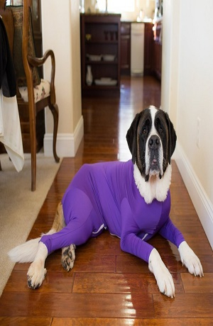 Perros ya podrán presumir un traje antipelo