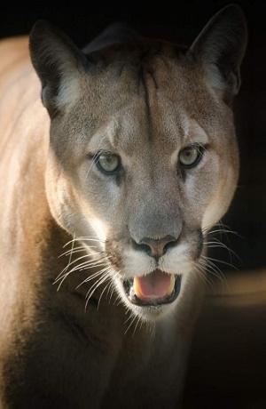 Metallica “salvó” la vida de una mujer; iba a ser atacada por un puma