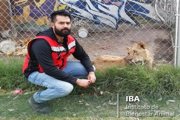 Hallan un león tras cateo a casa del presunto feminicida de Xochimehuacan