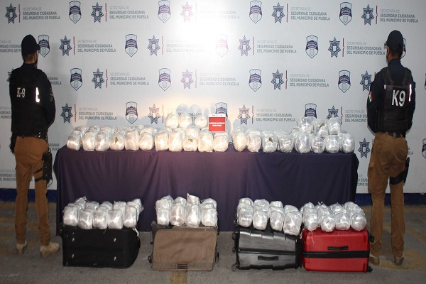 Grupo Canino K-9 Puebla localiza más de 100 kilos de marihuana en la CAPU