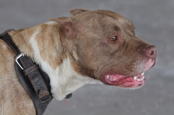 Perros pitbull matan a niño de 7 años en Puebla; investigan a responsables