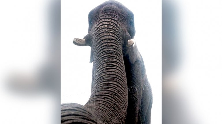 Elefante se tomó selfie en Inglaterra
