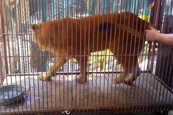 Edil de Chalchicomula, Puebla, en la mira de Profepa por zoo privado